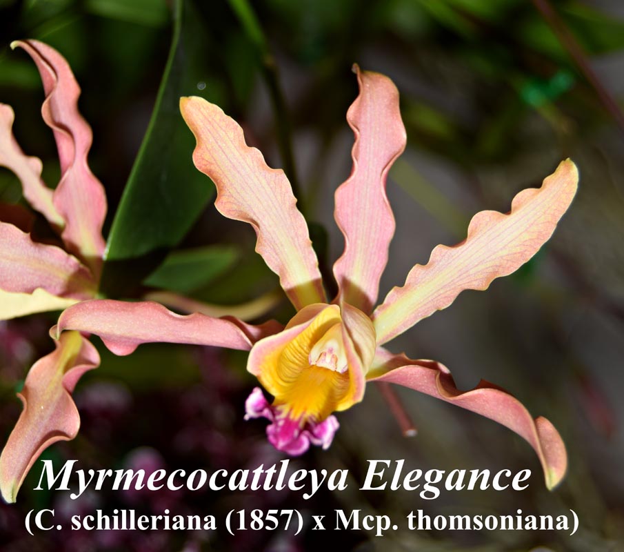 Myrmecocattleya Elegance -6" prev blom-fragrant-pot or basket